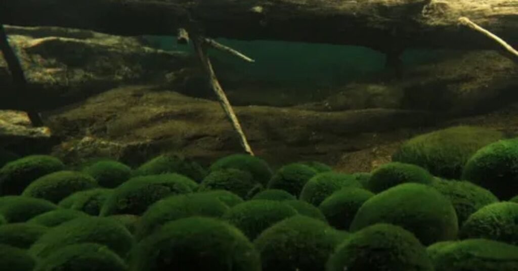algae ball plant