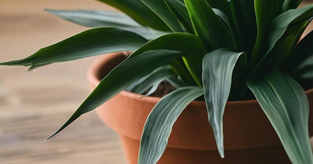 dragon tail plant