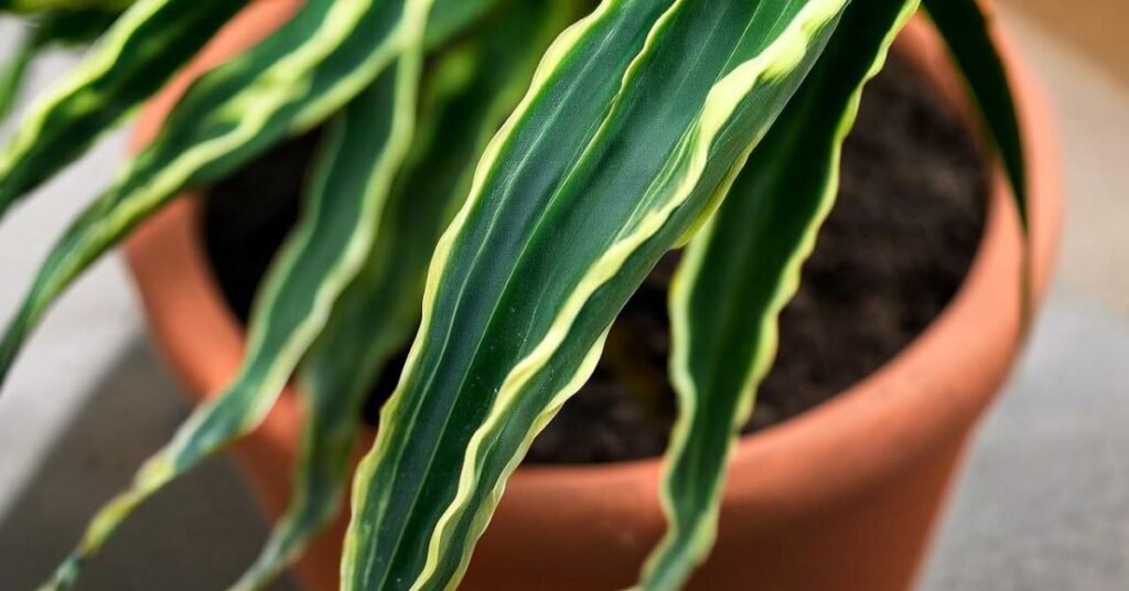 dragon tail plant