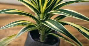 dragon tail plant