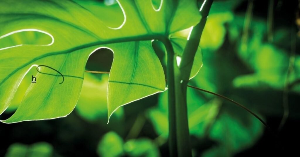 leaf of life plant
