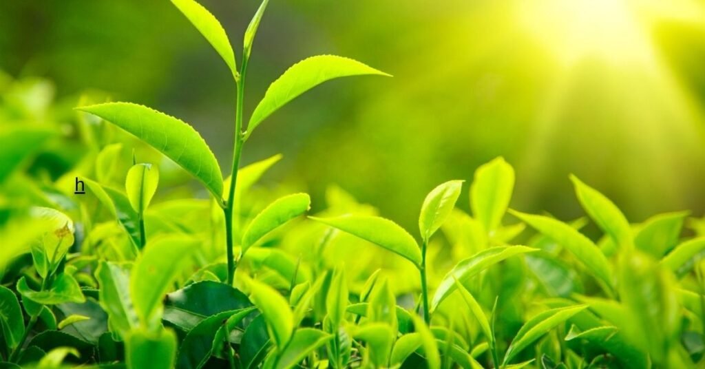 leaf of life plant