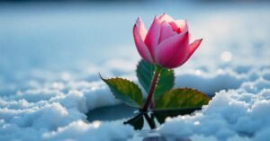 snow rose plant