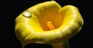 yellow color plant