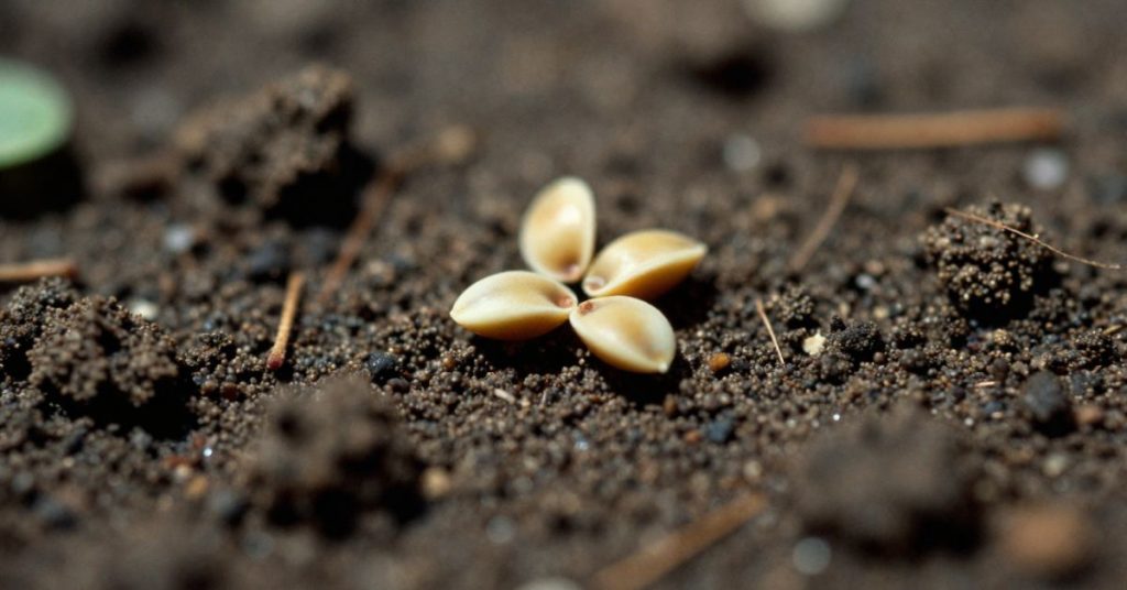 sensitive plant seeds
