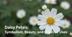 Daisy Petals