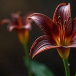 chocolate lily plant