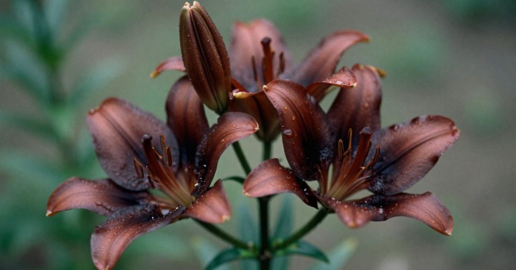 chocolate lily plant