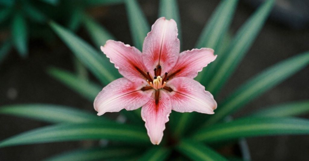 chocolate lily plant