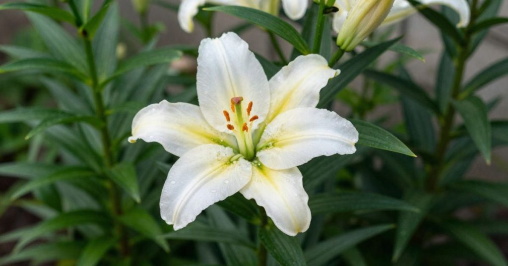 tall lily plant